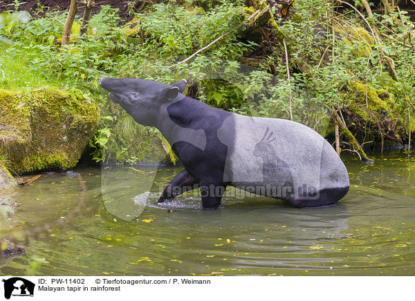 Schabrackentapir im Regenwald / Malayan tapir in rainforest / PW-11402
