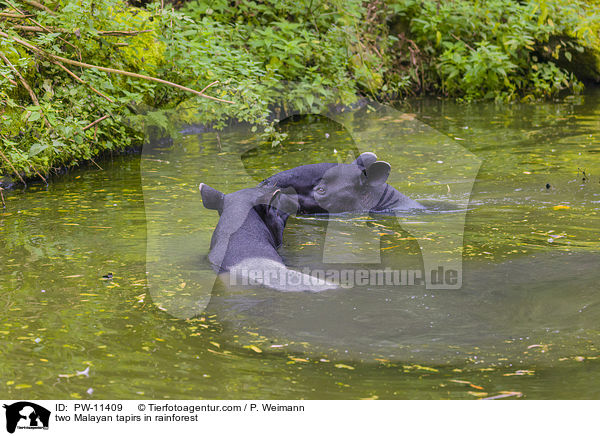 zwei Schabrackentapire im Regenwald / two Malayan tapirs in rainforest / PW-11409