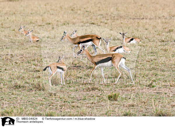 Thomson antelopes / MBS-04824