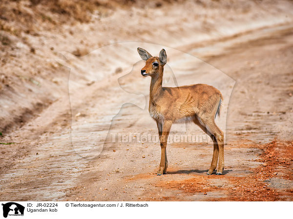 Uganda-Grasantilope / Ugandan kob / JR-02224