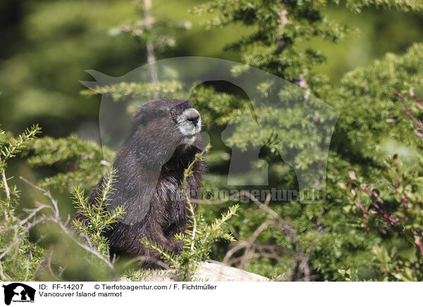 Vancouver Island marmot / FF-14207