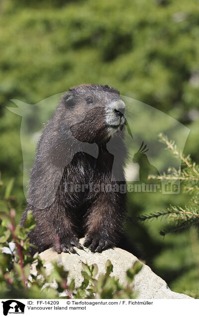 Vancouver-Murmeltier / Vancouver Island marmot / FF-14209
