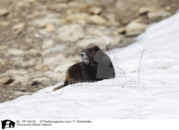 Vancouver Island marmot / FF-14218