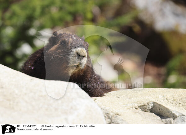 Vancouver-Murmeltier / Vancouver Island marmot / FF-14221