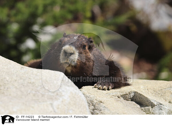 Vancouver Island marmot / FF-14223