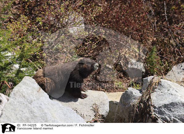 Vancouver Island marmot / FF-14225