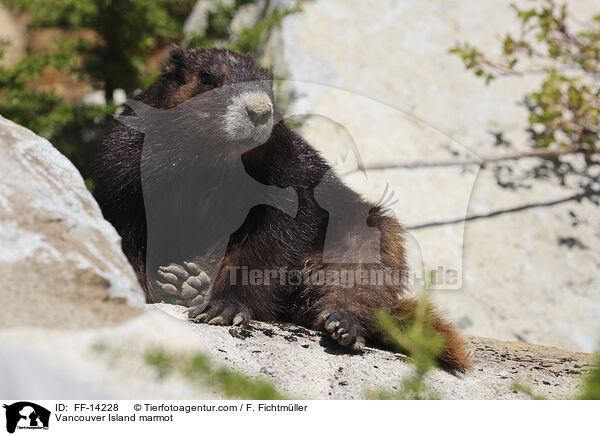 Vancouver-Murmeltier / Vancouver Island marmot / FF-14228