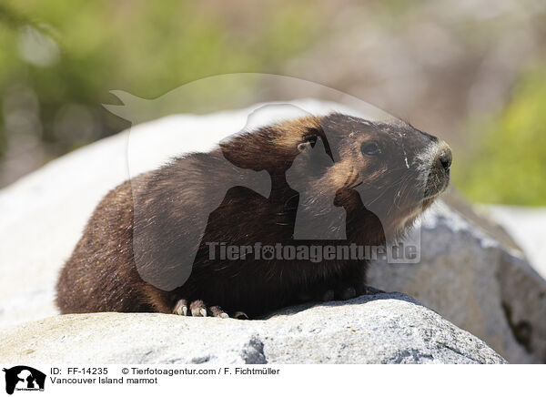 Vancouver Island marmot / FF-14235