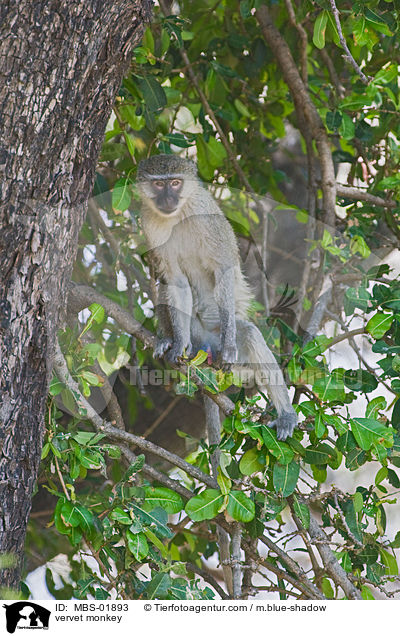 vervet monkey / MBS-01893