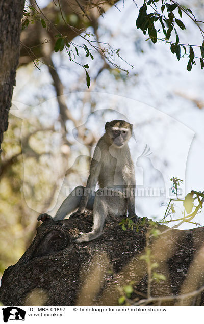 Grne Meerkatze / vervet monkey / MBS-01897