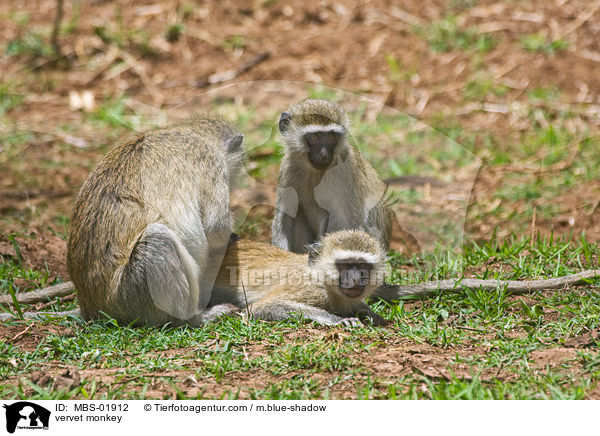 Grne Meerkatze / vervet monkey / MBS-01912