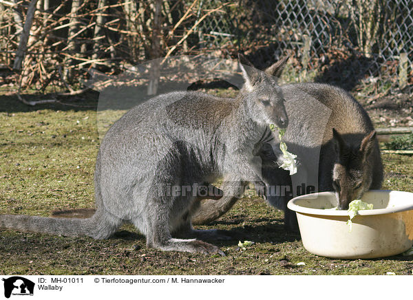 Wallaby / MH-01011