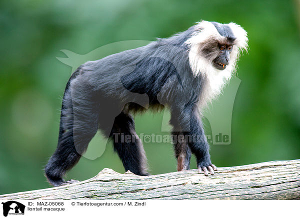 Bartaffe / liontail macaque / MAZ-05068