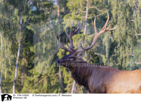 American elk / PW-10900