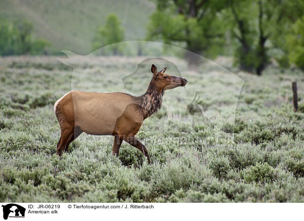 American elk / JR-06219