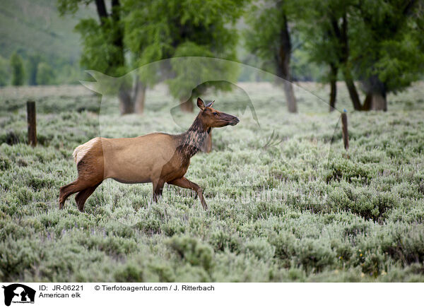 American elk / JR-06221
