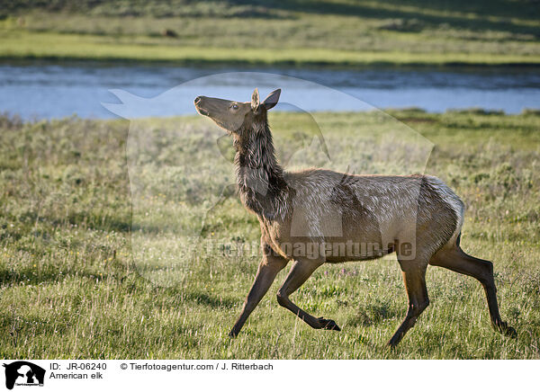 American elk / JR-06240
