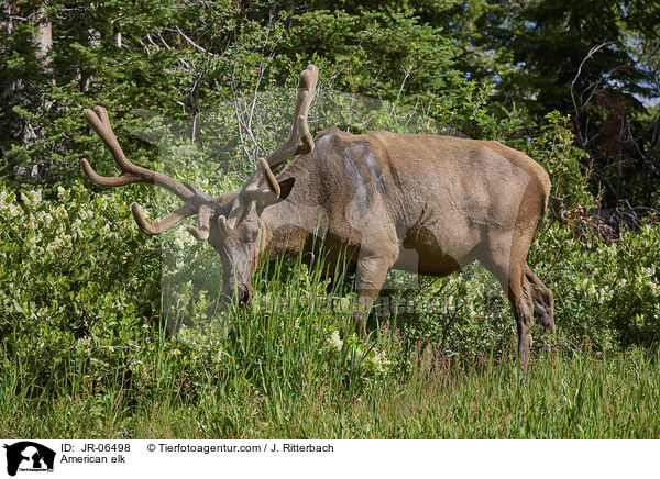 American elk / JR-06498