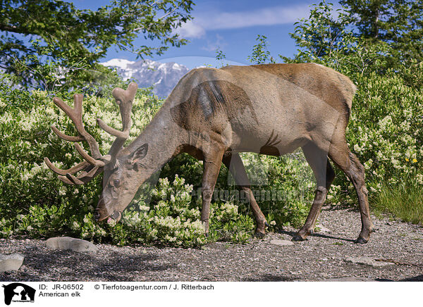 American elk / JR-06502