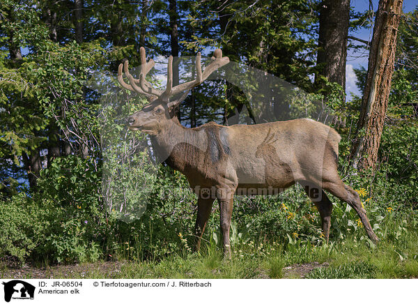 American elk / JR-06504