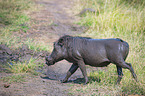 walking Warthog