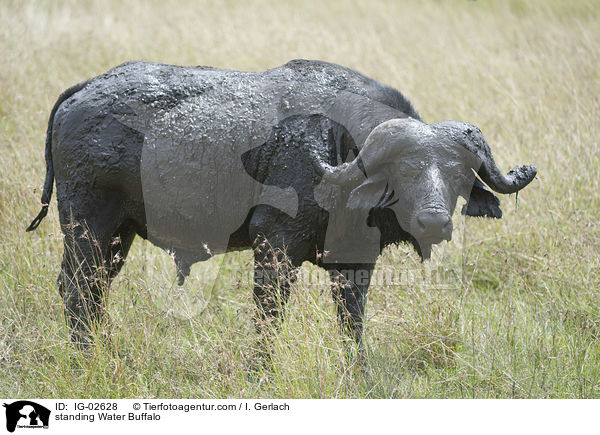 stehender Wasserbffel / standing Water Buffalo / IG-02628