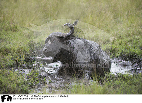 Water Buffalo in the sludge / IG-02636