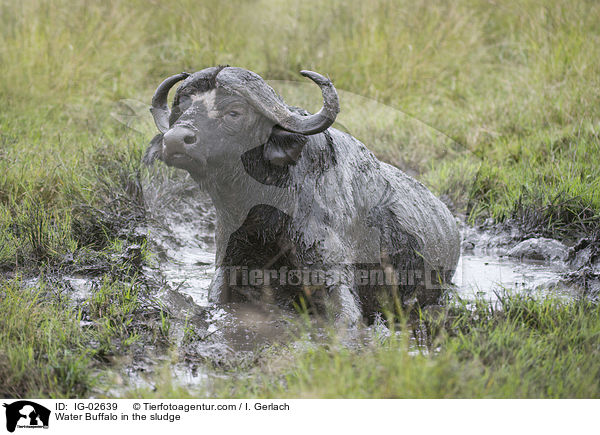 Water Buffalo in the sludge / IG-02639