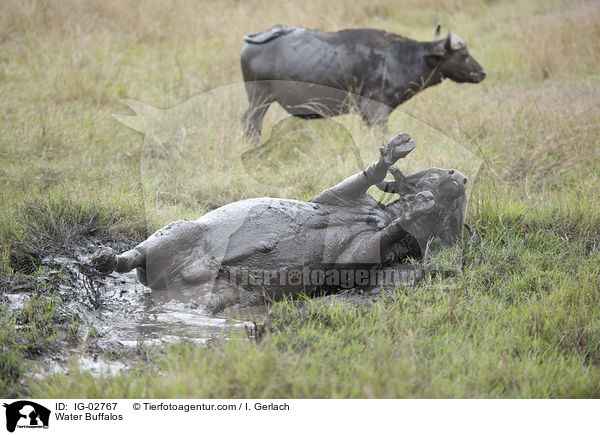 Water Buffalos / IG-02767