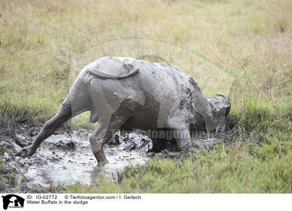 Water Buffalo in the sludge / IG-02772