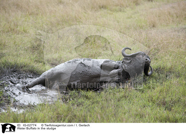 Wasserbffel im Schlamm / Water Buffalo in the sludge / IG-02774