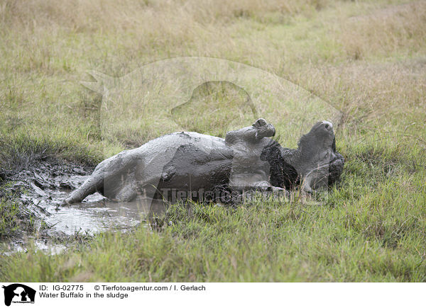 Water Buffalo in the sludge / IG-02775