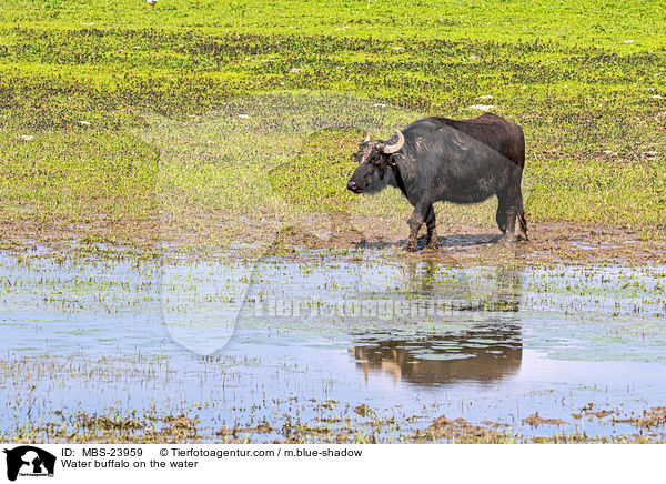 Water buffalo on the water / MBS-23959