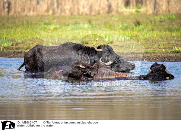 Water buffalo on the water / MBS-24071