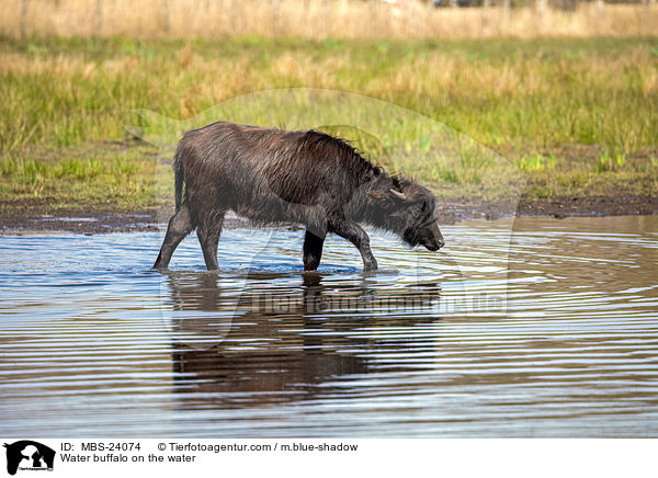 Water buffalo on the water / MBS-24074
