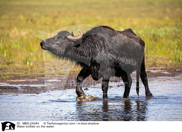 Water buffalo on the water / MBS-24084