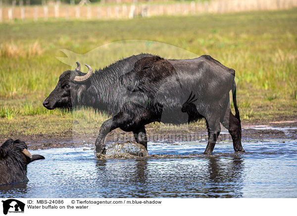 Water buffalo on the water / MBS-24086