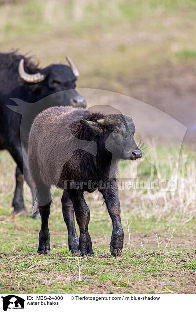 water buffalos / MBS-24800