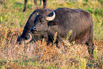 water buffalos