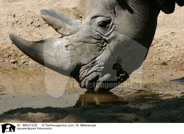 Breitmaulnashorn / square-lipped rhinoceros / BM-01235