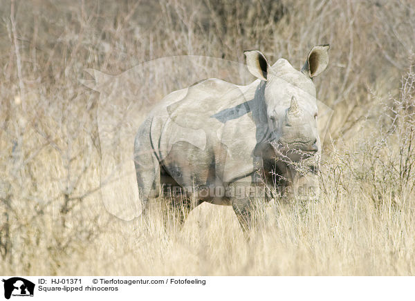 Square-lipped rhinoceros / HJ-01371