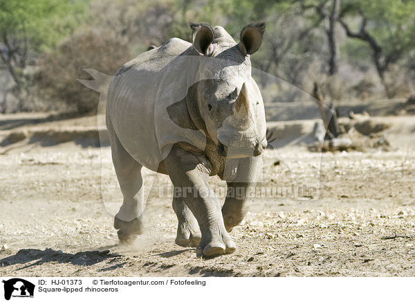 Square-lipped rhinoceros / HJ-01373