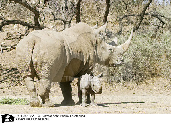 Square-lipped rhinoceros / HJ-01382