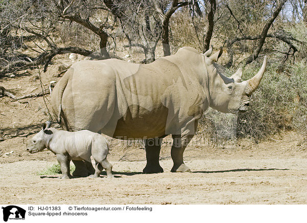 Square-lipped rhinoceros / HJ-01383