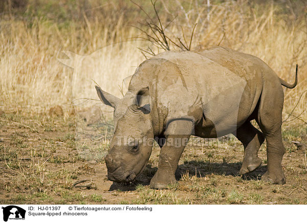 Square-lipped rhinoceros / HJ-01397