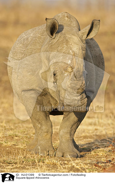 Square-lipped rhinoceros / HJ-01399