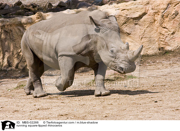 running square-lipped rhinoceros / MBS-02266