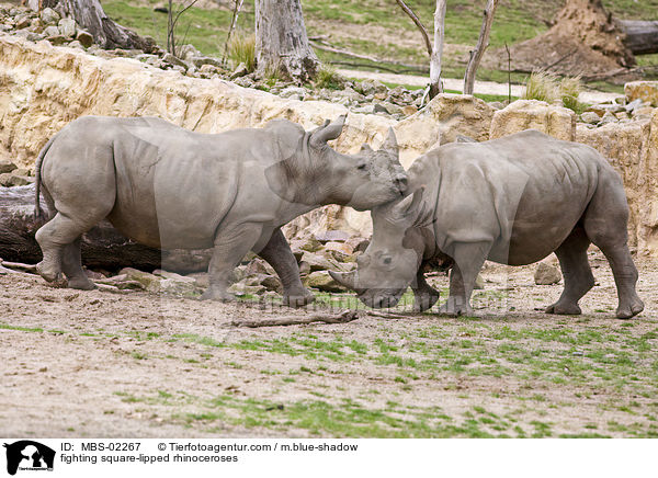 fighting square-lipped rhinoceroses / MBS-02267