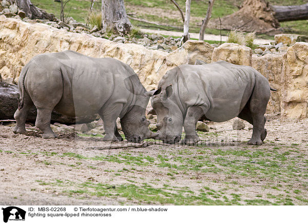 fighting square-lipped rhinoceroses / MBS-02268