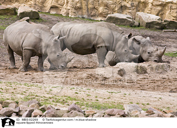 square-lipped rhinoceroses / MBS-02269